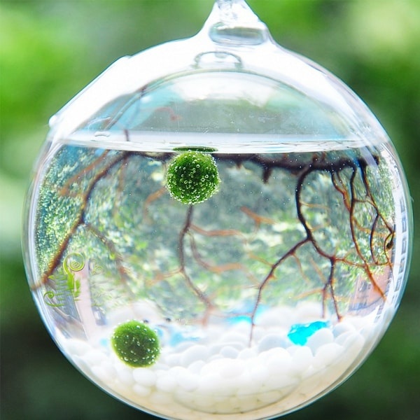 Marimo Moss Balls unboxing and care, how to put them in your tank