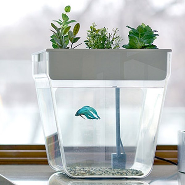 Water Garden (Out of Stock) - ApolloBox