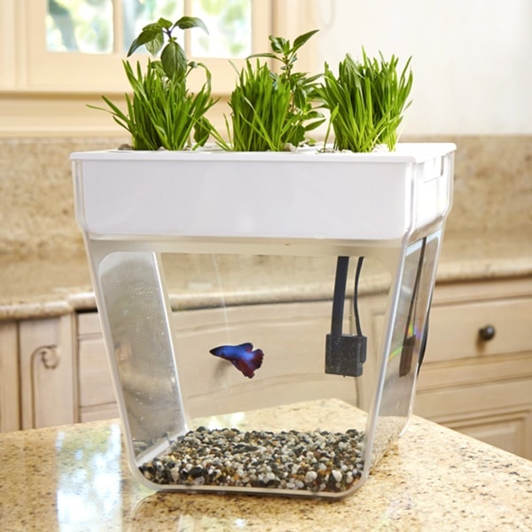 Water Garden (Out of Stock) - ApolloBox