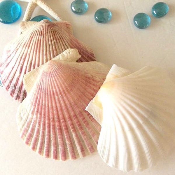 Shell Candles (set of 3) - ApolloBox