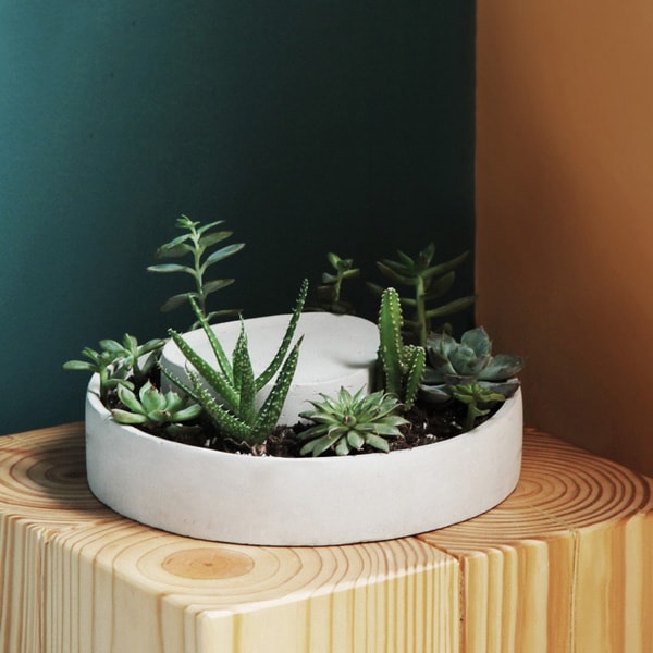 Concrete Geometric Shape Succulent Planter - ApolloBox