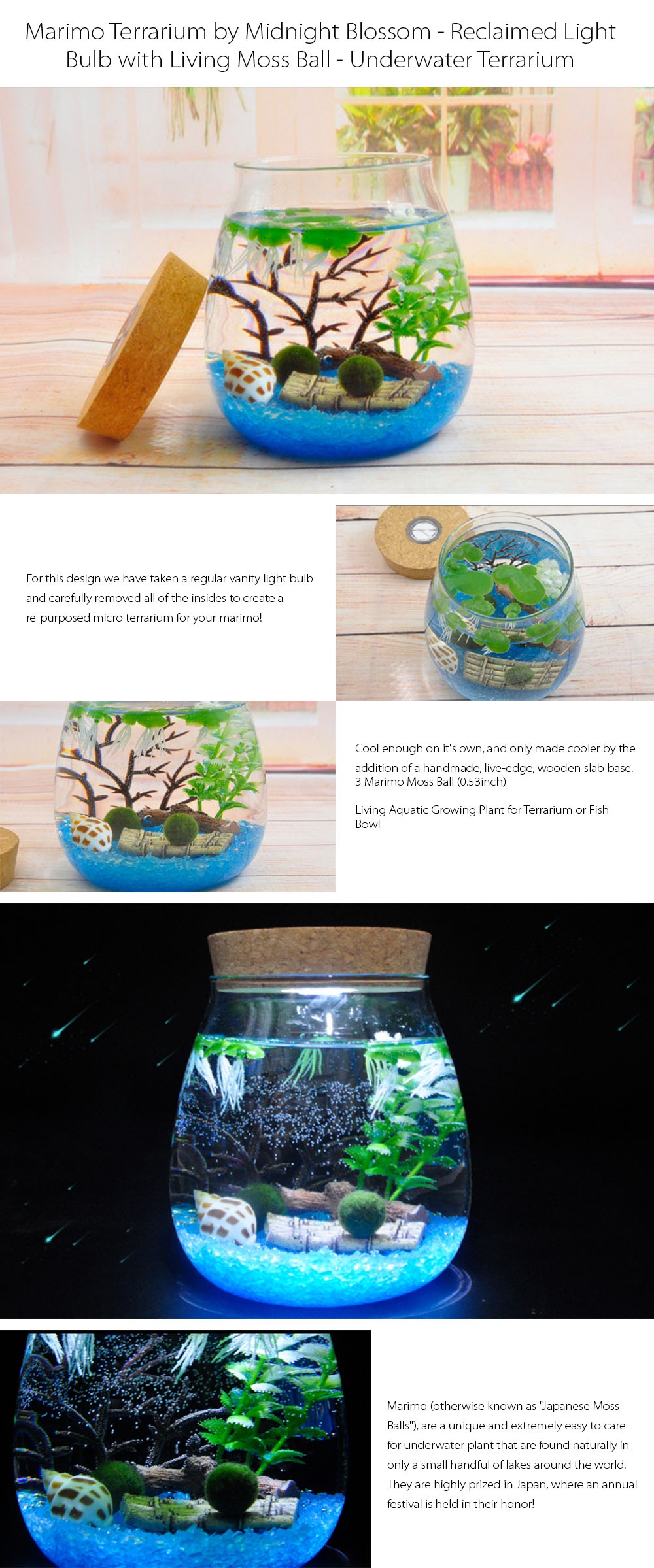 Marimo DIY Terrarium with LED Light - ApolloBox