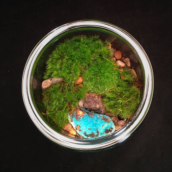 Bio-Bowl Planted Moss Terrarium - ApolloBox