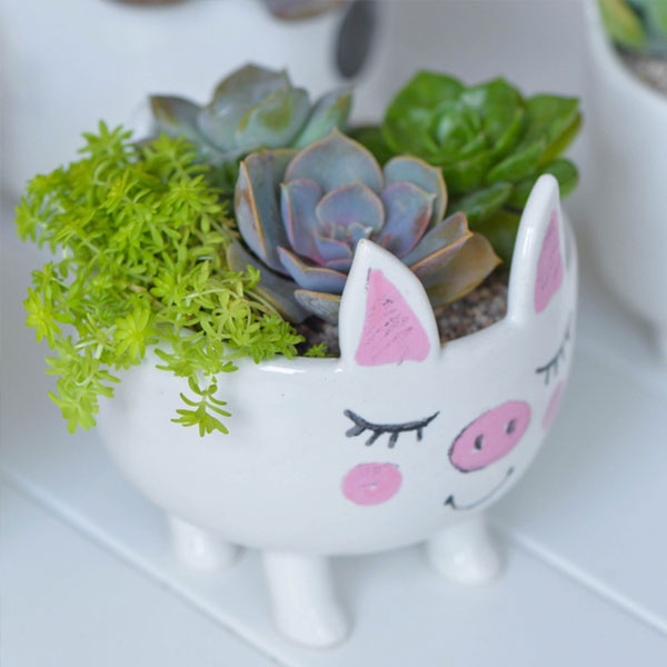 https://rs.apolloboxassets.com/images/sku2145-Q-Animal-Succulent-Pots/Array_8.jpg