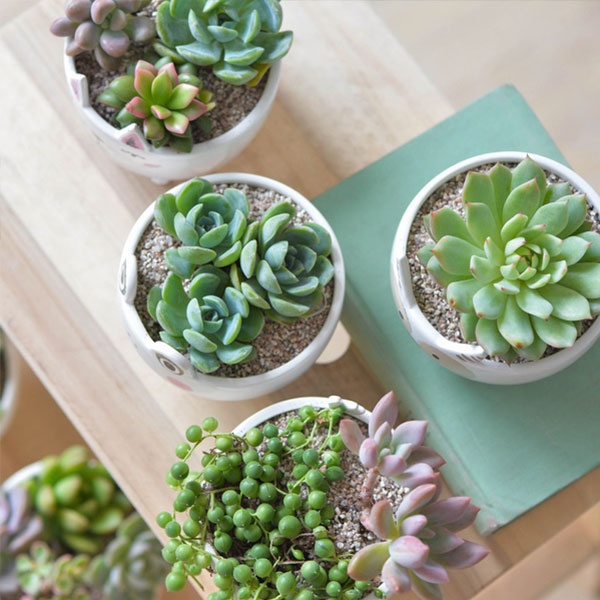 https://rs.apolloboxassets.com/images/sku2145-Q-Animal-Succulent-Pots/Array_9.jpg