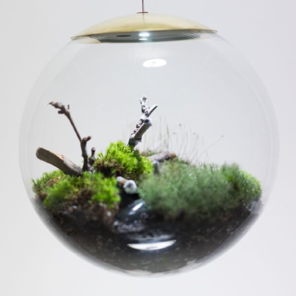 Hanging Globe Terrarium - ApolloBox