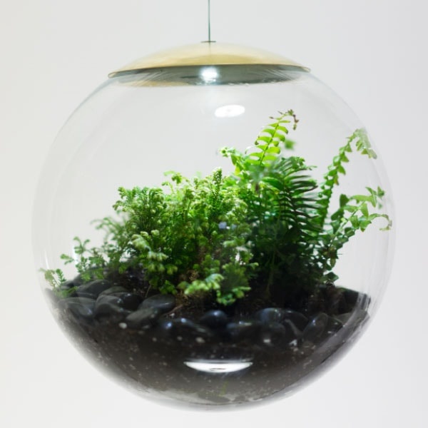 Hanging Globe Terrarium Apollobox