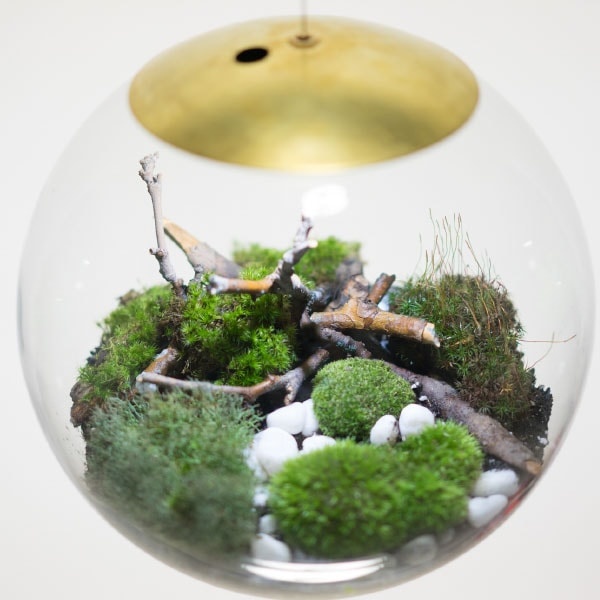 Hanging Globe Terrarium - ApolloBox