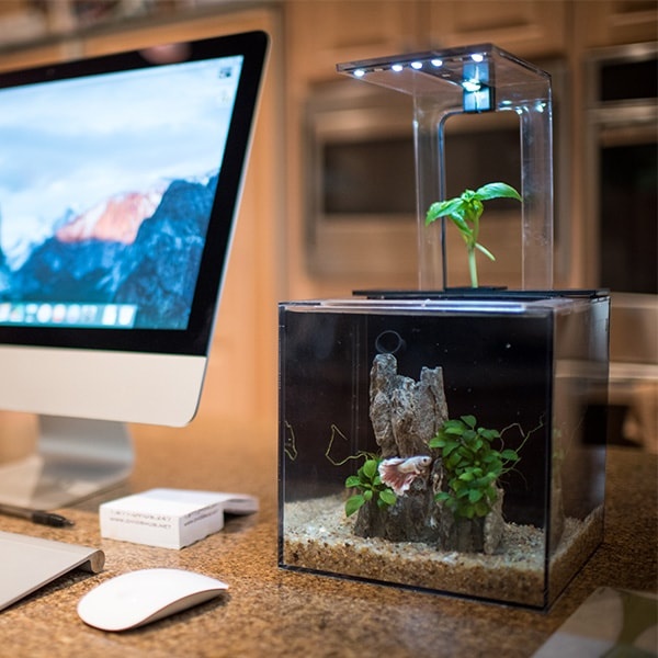Betta Fish Tank with UV LED Sterilizer and Aquaponic System for Desks and Home Décor EcoQube C Aquarium Offices 