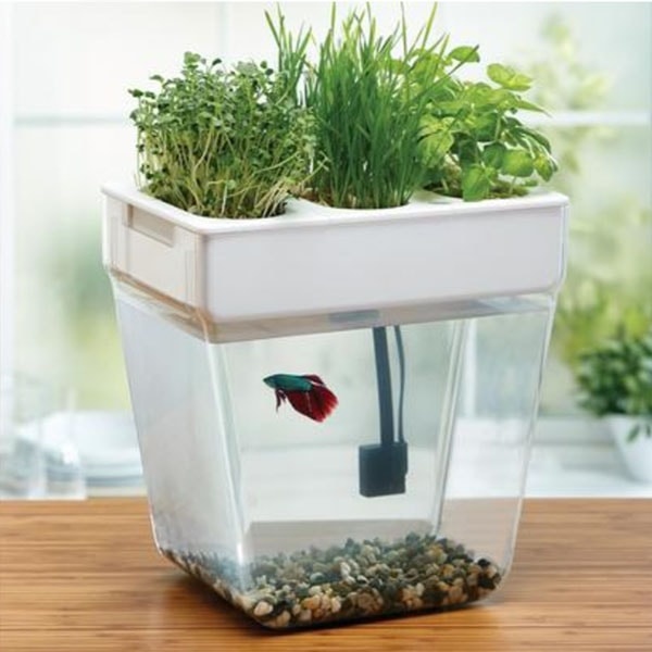 Water Garden 2.0 - ApolloBox